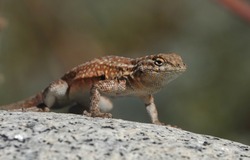 Shallow depth of field close up of Western Side-Blotched Lizard ,Uta stansburiana elegans doing push-ups on a rock                               