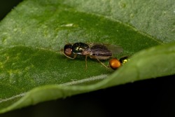 Adult Female Soldier Fly of the Subfamily Sarginae