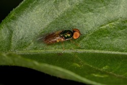 Adult Male Soldier Fly of the Subfamily Sarginae