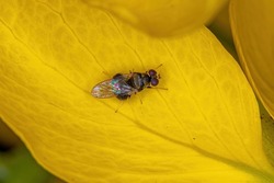 Adult Soldier Fly of the Family Stratiomyidae