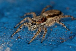 Adult Female Gray Wall Jumping Spider of the species Menemerus bivittatus