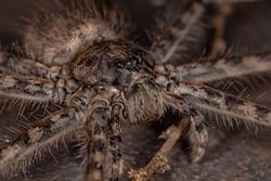 Adult Female Trechaleid Spider of the Family Trechaleidae