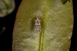 Small Lace Bug of the Family Tingidae