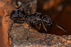 Adult Female Ectatommine Ant of the Genus Ectatomma
