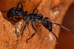 Adult Female Ectatommine Ant of the Genus Ectatomma
