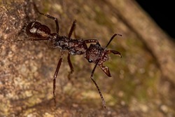 Adult Female Ectatommine Ant of the Genus Ectatomma