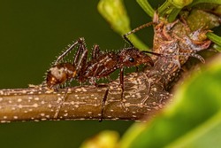 Adult Female Ectatommine Ant of the Genus Ectatomma