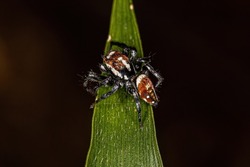 Adult Male Jumping Spider of the genus Nycerella