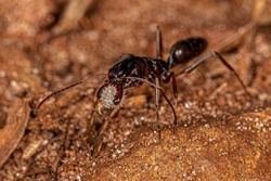 Adult Trap-jaw Ant of the Genus Odontomachus