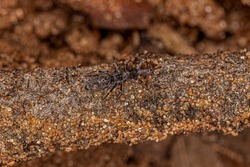 Small Elongate Springtail Arthropod of the Order Entomobryomorpha