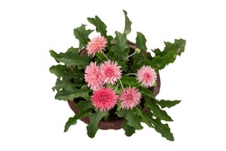 Top view of beautiful pink gerbera flower bloom in brown pot isolated on white background included clipping path.