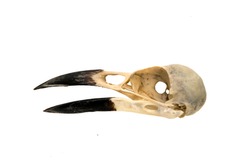 Side on Magpie skull on white