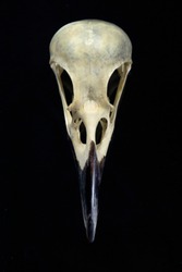 Magpie skull on black