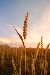 Wheat grain growing in sunlight at sunset