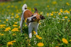 Super Cute Pedigree Smooth Fox Terrier Dog Stands Aware on the Lawn. Happy Little Puppy Having Fun on the Backyard. Sunny Day Outdoors