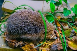 Stuffed of small hedgehog (Taxidermy).
