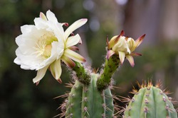 White flower cactus. Cactus Echinopsis. Daylight, outdoor, close up. Botanic garden. Big Cactus Flower. Arizona cactus garden. Cover for notebook, book, album.