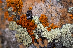 Lichens in various shapes, forms and textures on the surface of rocks.