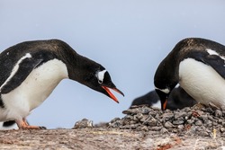 Typical behavior of a breeding pair of two penguins (species gentoo penguins or pygoscelis papua) at a penguin rookery nest site in Antarctica