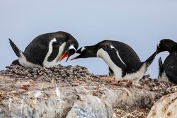 Close up portrait of two active Antarctic gentoo penguins with open beaks squabbling for territory at a nest site at a penguin rookery in Antarctica 