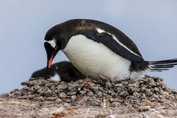 Close up of  one Gentoo penguin (species Pygoscelis papua) as it settles on a pebble nest with a visible egg