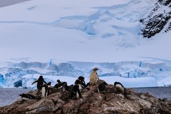 Rare blonde pale gentoo penguin with leucism in a penguin rookery contrasting with black and white gentoo penguins in the Antarctic landscape with a background of frozen blue glacier ice