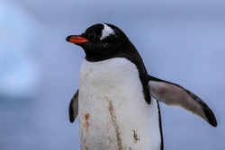 Portrait of a wild penguin with eyes shut and flippers stretched with a natural blue clean blurred background