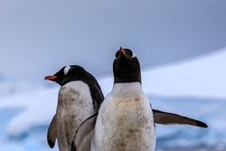 Two penguins in Antarctica with a blue ice blurred background and selective focus on nearest with wings stretched and beak in air