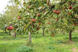 red apples on a tree in plantation