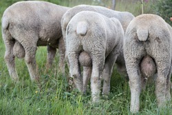 male sheeps with large testicles
