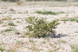 A young creosote bush (Larrea tridentata) shrub seedling naturally regenerating after disturbance in the Mojave Desert, Nevada, USA