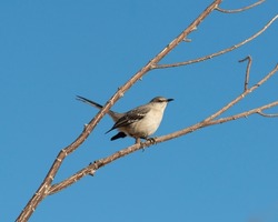 Northern mockingbird (Mimus polyglottos) sitting on a branch in Clark County Wetlands Park, Henderson, Nevada