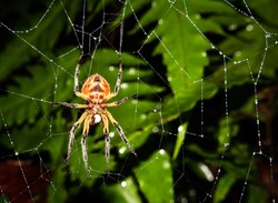 Spider in its spider's web, waiting for its prey. Photo taken in the jungle of Costa Rica, Barbilla National Park. 