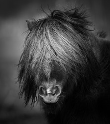 Pony. Black and white close up portrait of shetland pony a with a pony tail.