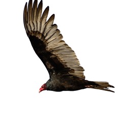 Side view of lying big Turkey vulture with red head and big wings isolated on white background
