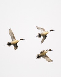 Three northern pintail ducks flying on background of gray sky while migrating