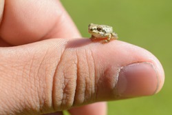 A super tiny brown tree frog sits on the thumb of a human hand.