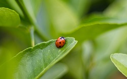 Close up Lady bug on the lime leave.