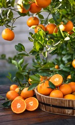Orange fruit with green leaves on the  wood.  Home gardening. Mandarine oranges. Tangerine  oranges. Orange color. Fresh orange juice.