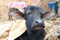 new born buffalo baby sitting in winter season warm body, big ear meamel looking his mother