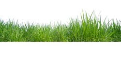 Green Grass Border isolated on white background.The collection of grass.(Manila Grass)The grass is native to Thailand is very popular in the front yard.