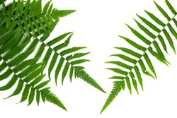 Green leaves fern tropical rainforest foliage plant isolated on white background, clipping path included.                                                            