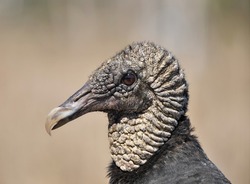 Closeup of head of Black Vulture (Coragyps atratus).
