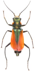 Malachius aeneus, the scarlet malachite beetle, is a species of soft-winged flower beetles belonging to the family Melyridae. Isolated the scarlet malachite beetle on white background.