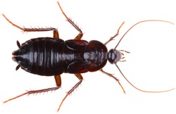 The oriental cockroach (Blatta orientalis), also known as the waterbug or black beetle, is a species of cockroach. Cockroach isolated on white background. Dorsal view of the female oriental cockroach.
