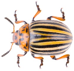 The Colorado potato beetle Leptinotarsa decemlineata, or Colorado beetle, ten-striped spearman, ten-lined potato beetle or the potato bug. Dorsal view of potato beetle isolated on white background.