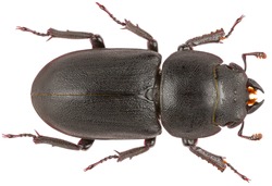 Dorcus parallelipipedus, the lesser stag beetle, is a species of stag beetle from the family Lucanidae. Dorsal view of lesser stag beetle isolated on white background.