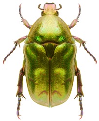 Scarab beetle Protaetia metallica isolated on white background, dorsal view of green beetle.