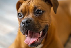 Happy Boxer Puppy Portrait Closeup