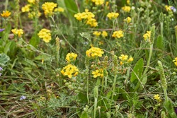 Lesquerella gordonii, Gordon's Bladderpod Texas Wildflower